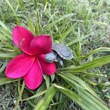(Category: ) located in . Submitted by tulips67 (Listing ID 1466673715, Image 1). Description: .