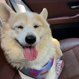 （分類：）位於 。 由 the_fat_toffee 提交（商品編號 1307375586，圖片 1）。簡介： 。