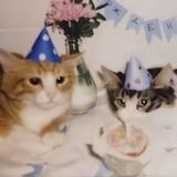(Category: ) located in . Submitted by catto_cat (Listing ID 1367814232, Image 1). Description: .