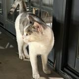 由 good52001 (刊登 ID 1353291721，圖片 1) 提交，位於 的 (類別：)，說明：。