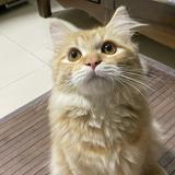 (Category: ) located in . Submitted by meowsellfood (Listing ID 1383752084, Image 1). Description: .