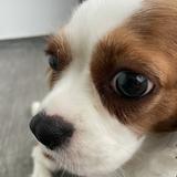 (Category: ) located in . Submitted by bones123 (Listing ID 1172533747, Image 1). Description: .