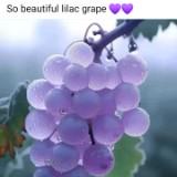 (Category: ) located in . Submitted by riyab (Listing ID 1378947215, Image 1). Description: .