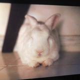 (Category: ) located in . Submitted by ibrakefordogs (Listing ID 1279149645, Image 1). Description: .