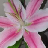 (Kategori: ) berada di . Dikirim oleh pinklilylovers (ID iklan 1352930765, Gambar 1). Deskripsi: .
