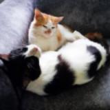 (Category: ) located in . Submitted by sebokjenaktau (Listing ID 1383575492, Image 1). Description: .