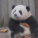 (Category: ) located in . Submitted by chocomaomao (Listing ID 1362000247, Image 1). Description: .