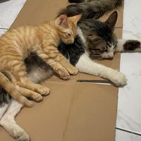 (Kategori: ) berada di . Dikirim oleh codcibiru (ID iklan 1281033827, Gambar 1). Deskripsi: .