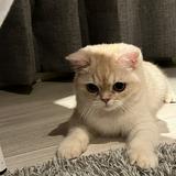 由 thalia___229 (刊登 ID 1379315502，圖片 1) 提交，位於 的 (類別：)，說明：。