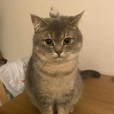 （分類：）位於 。 由 s.lhyt 提交（商品編號 1381702361，圖片 1）。簡介： 。
