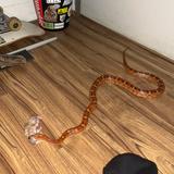 (Category: ) located in . Submitted by saintshytan (Listing ID 1440488445, Image 1). Description: .