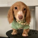 (Category: ) located in . Submitted by sadieslittleshop (Listing ID 1337916958, Image 1). Description: .
