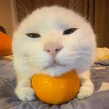 (Category: ) located in . Submitted by tsaki (Listing ID 1212713943, Image 1). Description: .
