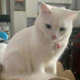 (Category: ) located in . Submitted by aphrendix (Listing ID 1435899523, Image 1). Description: .