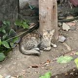 (Category: ) located in . Submitted by faridyazid (Listing ID 1356740117, Image 1). Description: .