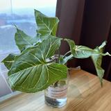 由 viviangrou01562 (刊登 ID 1339579588，圖片 1) 提交，位於 的 (類別：)，說明：。