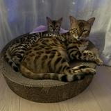 (分類:)位於 。 由 icecream_lover 提交(商品編號 1292394056,圖片 1)。簡介: 。