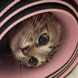 （分類：）位於 。 由 sayuu0821 提交（商品編號 1373573452，圖片 1）。簡介： 。