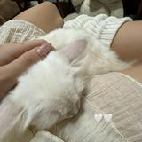 (Category: ) located in . Submitted by bun6yiie (Listing ID 1374904239, Image 1). Description: .