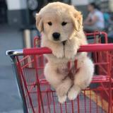 （分類：）位於 。 由 jeremybusiness 提交（商品編號 1318780861，圖片 1）。簡介： 。