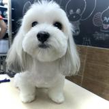 （分類：）位於 。 由 animo1111 提交（商品編號 1279395131，圖片 1）。簡介： 。