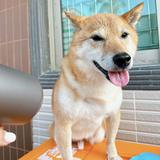 （分類：）位於 。 由 laulaudog 提交（商品編號 1284753489，圖片 1）。簡介： 。