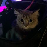 (Category: ) located in . Submitted by mshandkerchief (Listing ID 1379786659, Image 1). Description: .