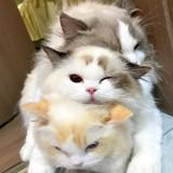 （分類：）位於 。 由 733456 提交（商品編號 1344198160，圖片 1）。簡介： 。