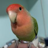 (分類:)位於 。 由 karenw2012320123 提交(商品編號 1453537938,圖片 1)。簡介: 。