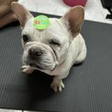 由 lihsin06006 (刊登 ID 1383635179，圖片 1) 提交，位於 的 (類別：)，說明：。