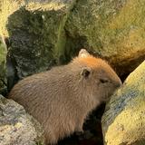 (分類:)位於 。 由 capybaraaaaaa 提交(商品編號 1456516750,圖片 1)。簡介: 。