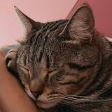（分類：）位於 。 由 hakunacat 提交（商品編號 1368125699，圖片 1）。簡介： 。