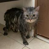 (Category: ) located in . Submitted by miz_31 (Listing ID 1464444693, Image 1). Description: .