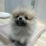 (Category: ) located in . Submitted by poofymochi (Listing ID 1299319320, Image 1). Description: .
