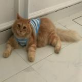 (Kategori: ) berada di . Dikirim oleh me_miya (ID iklan 1333679269, Gambar 1). Deskripsi: .