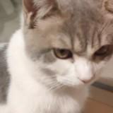 由 meowwwwwu (刊登 ID 1385419328，圖片 1) 提交，位於 的 (類別：)，說明：。