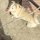(Category: ) located in . Submitted by ck.jea (Listing ID 1342658676, Image 1). Description: .