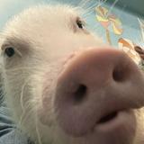 （分類：）位於 。 由 tomato951092551 提交（商品編號 1384000230，圖片 1）。簡介： 。