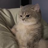 (Category: ) located in . Submitted by kittycat26 (Listing ID 1294799702, Image 1). Description: .