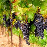 (分類:)位於 。 由 frenchwinequest 提交(商品編號 1284354963,圖片 1)。簡介: 。
