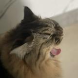 (Category: ) located in . Submitted by frozenkittens (Listing ID 1352277746, Image 1). Description: .