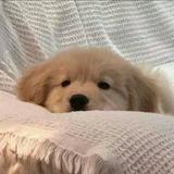 (Category: ) located in . Submitted by bubblesy.clouds (Listing ID 1452834415, Image 1). Description: .