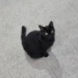 (Category: ) located in . Submitted by black.sesami (Listing ID 1370738597, Image 1). Description: .