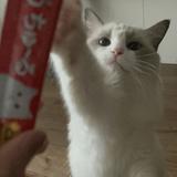 (分類:)位於 。 由 christinechan1128 提交(商品編號 1439852795,圖片 1)。簡介: 。