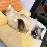 （分類：）位於 。 由 belle3t3 提交（商品編號 1385855205，圖片 1）。簡介： 。