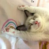 （分類：）位於 。 由 fififioo 提交（商品編號 1317502064，圖片 1）。簡介： 。