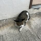 （分類：）位於 。 由 moonlightshadow123 提交（商品編號 1333645955，圖片 1）。簡介： 。