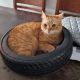 (Category: ) located in . Submitted by carolloy (Listing ID 1254526494, Image 1). Description: .