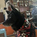 由 chien0201 (刊登 ID 1384160694，圖片 1) 提交，位於 的 (類別：)，說明：。