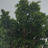 (Kategori: ) berada di . Dikirim oleh arifrahman18911 (ID iklan 1367346795, Gambar 1). Deskripsi: .